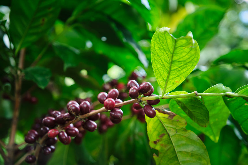 Costa Rica | Cerro San Luis