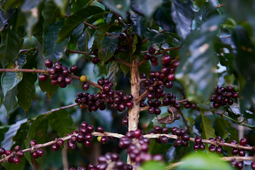 Ethiopia | Haru Suke