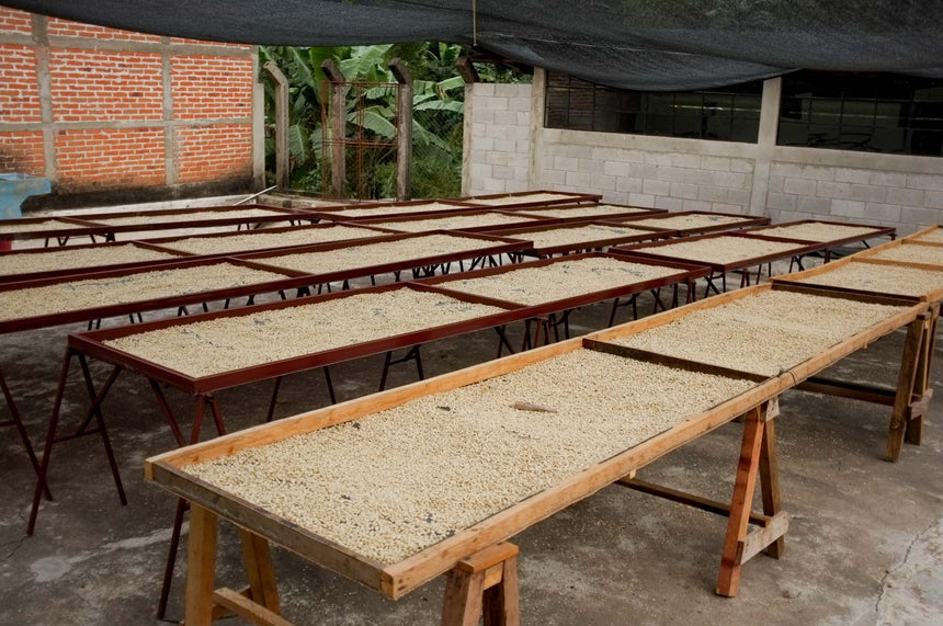 Guatemala | Finca La Bolsa