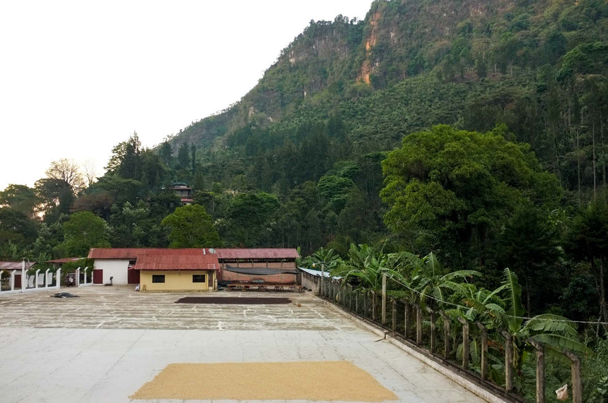 Guatemala | Finca La Bolsa