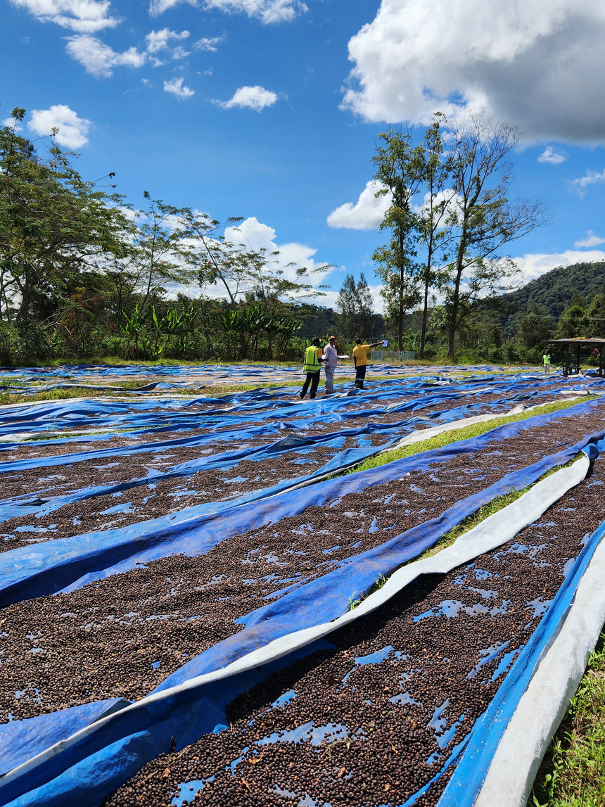 Papua New Guinea | Kindeng