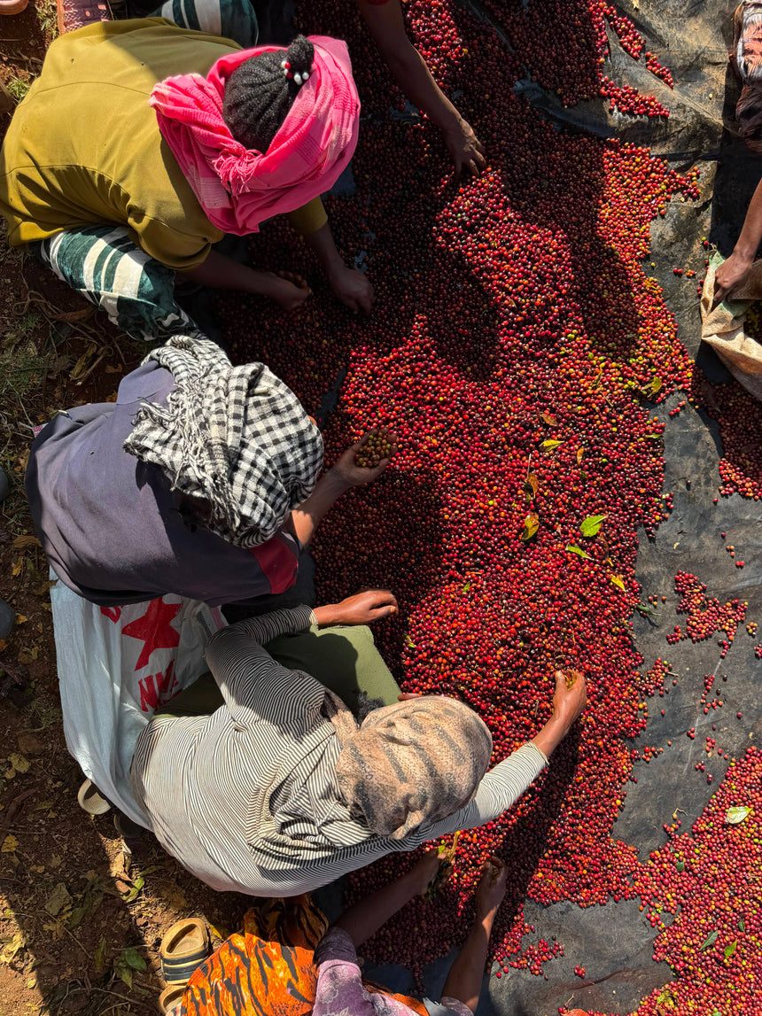 Ethiopia | Amederaro Konga